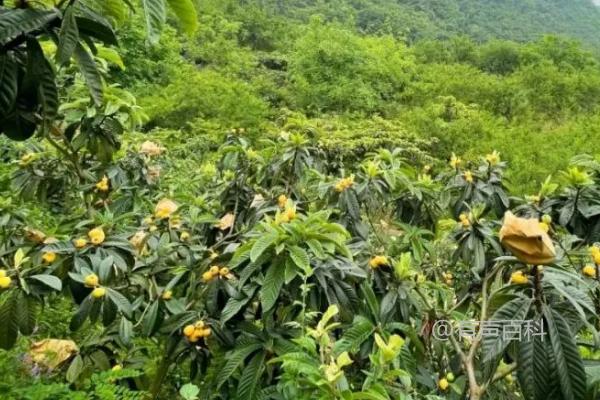 枇杷种植技巧：如何种植枇杷，新栽枇杷需栽培技巧