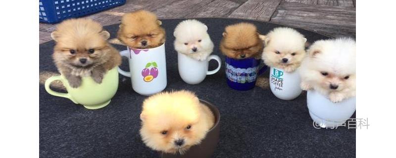 如何训练茶杯犬？茶杯犬的养护要点