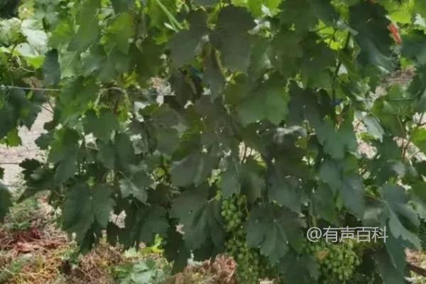 葡萄病虫害症状及防治方法：了解不同病虫害的防治方法

葡萄是一种重要的果树，但它也容易受到各种病虫害的侵袭。不同的病虫害会导致不同的症状，因此采取相应的防治方法非常重要。以下是一些常见的葡萄病虫害及其防治方法：

1. 葡萄黑腐病：这是一种常见的葡萄病害，其症状包括果实表面出现黑色斑点，逐渐扩大并腐烂。防治方法包括定期喷洒合适的杀菌剂，保持葡萄园通风良好，及时清除病害果实。

2. 葡萄白粉病：这是一种由真菌引起的病害，其症状为叶片表面出现白色粉状物。防治方法包括喷洒合适的杀菌剂，保持葡萄园通风干燥，及时修剪受感染的叶片。

3. 葡萄蚜虫：这是一种常见的葡萄害虫，会吸取葡萄树的汁液，导致叶片黄化、卷曲和凋落。防治方法包括喷洒合适的杀虫剂，定期清除杂草和病虫害源。

4. 葡萄葡萄蛾：这是一种常见的葡萄害虫，会在果实上产卵并孵化，导致果实受损。防治方法包括喷洒合适的杀虫剂，定期清除受感染的果实。

总之，了解不同葡萄病虫害的症状及相应的防治方法对于保护葡萄园的健康非常重要。定期检查和采取预防措施可以帮助减少病虫害的发生，并确保葡萄的生长和产量。