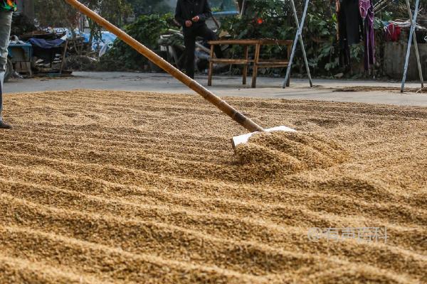 水稻的种植时间：适合4-6月份播种