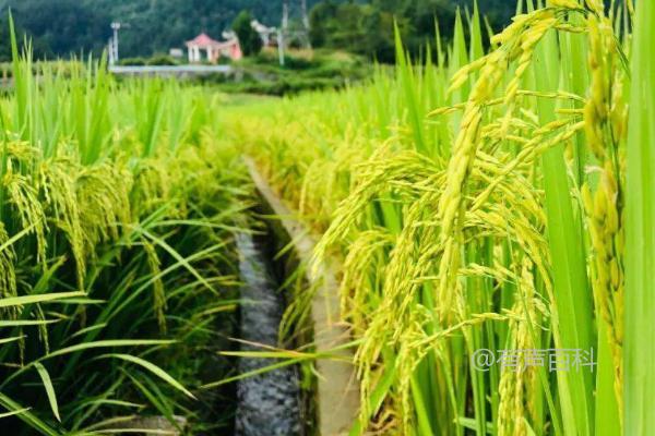 水稻的种植时间：适合4-6月份播种