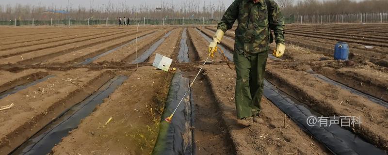 芸苔素的危害及过量使用的影响