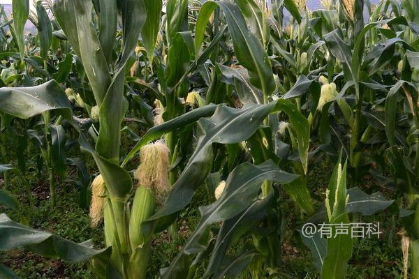 金玉909玉米种详细介绍及最佳播种时间：4月底至5月初