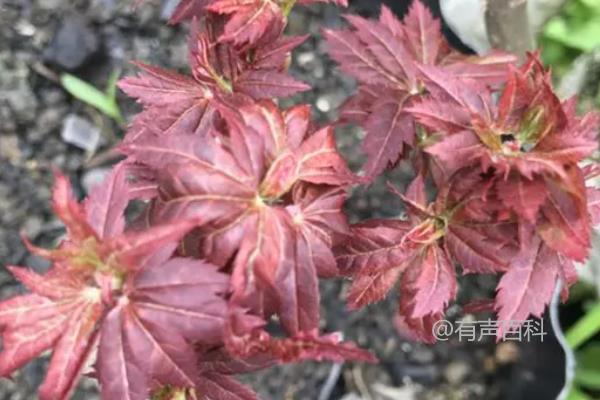 日本红叶枫十大种植推荐