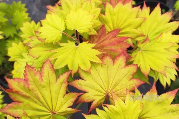 日本红叶枫十大种植推荐