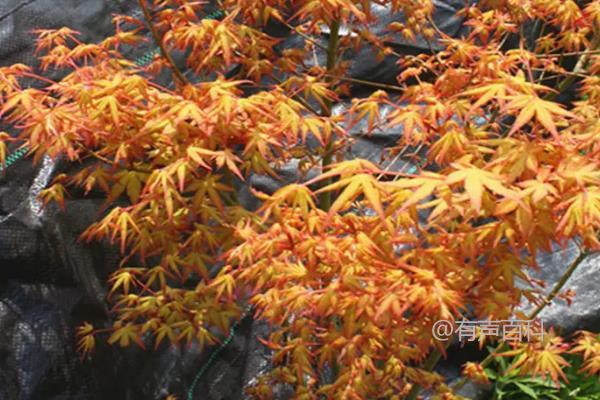 日本红叶枫十大种植推荐