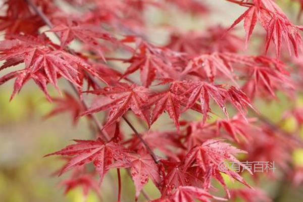 日本红叶枫十大种植推荐