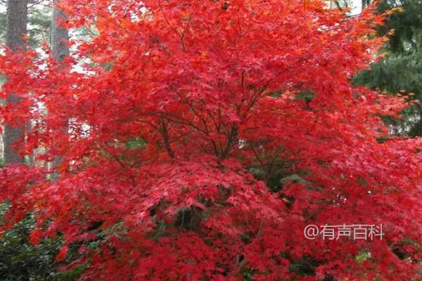 日本红叶枫十大种植推荐