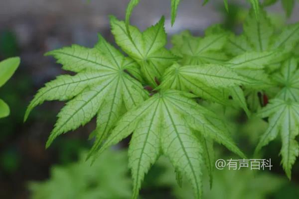 日本红叶枫十大种植推荐