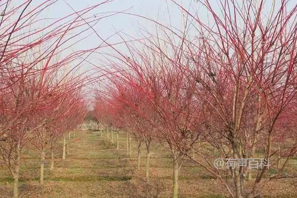 日本红叶枫十大种植推荐