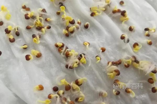 如何浸种种子并促使其发芽？不同类型的种子需要采用不同的方法