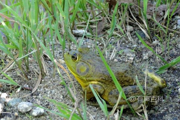 牛蛙食物的营养及供应