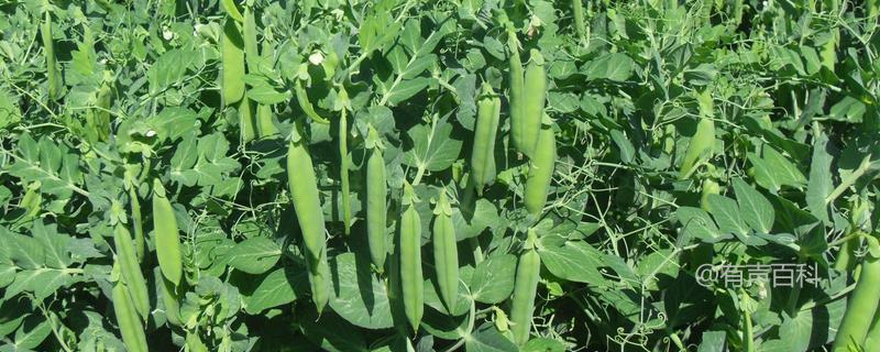 # 豌豆种子价格及种植方法，不同品种的豌豆有