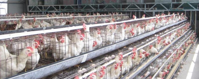 # 冬季鸡舍环境调控方法：温度、湿度和通风条