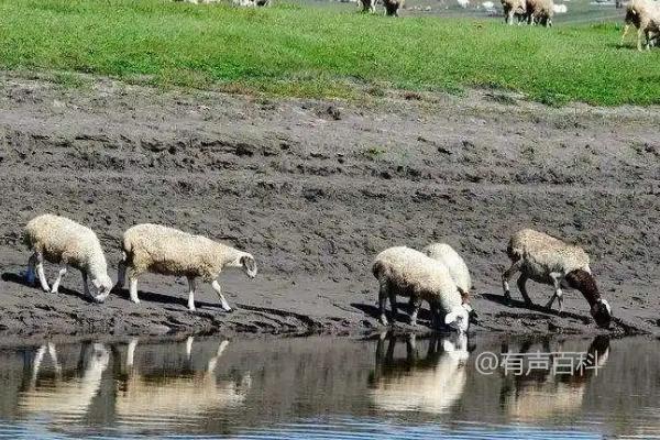 如何增加羊儿饮水量：喂羊面汤或水中加入糖分