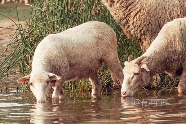 如何增加羊儿饮水量：喂羊面汤或水中加入糖分