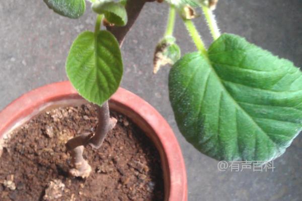 盆栽软枣猕猴桃种植应选择多大规格的花盆？