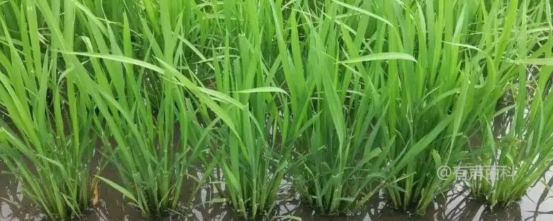 水稻分蘖的概念及其重要性解析