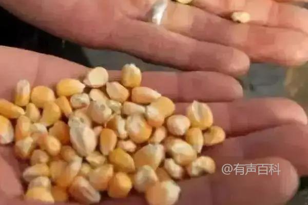 玉米种子为什么不发芽？原因揭秘