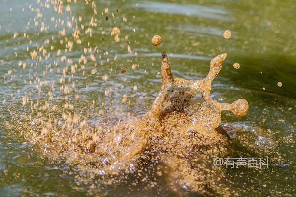 野钓技巧：水草丰盛的区域是理想的打窝地点