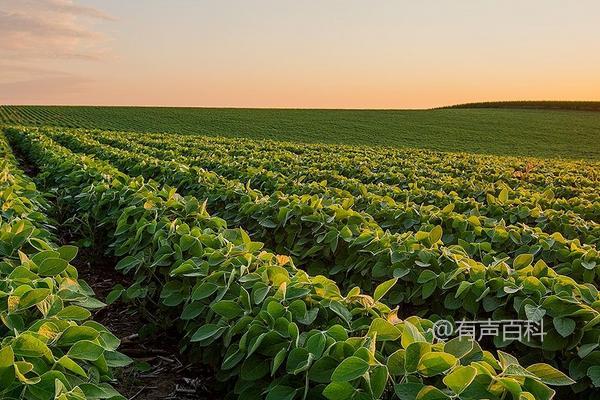 绥农119大豆种子特点及适应区5月上旬播种时间