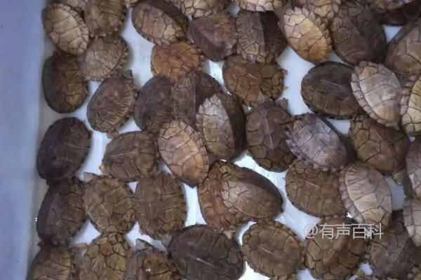 剃刀龟的快速生长：投喂适宜的动物性饲料