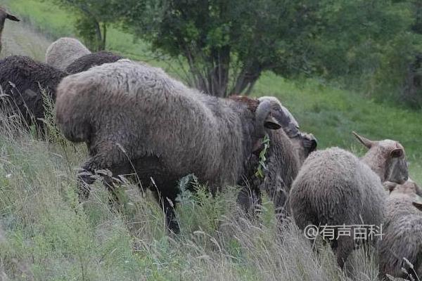 新疆特色——阿勒泰羊简介