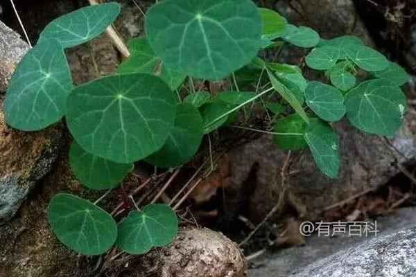 家庭室内种养山乌龟的风水讲究