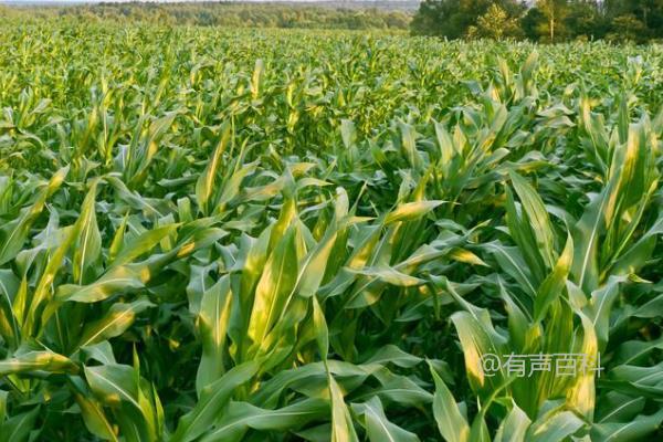 黑珍珠玉米种子介绍及4月中旬播种技巧