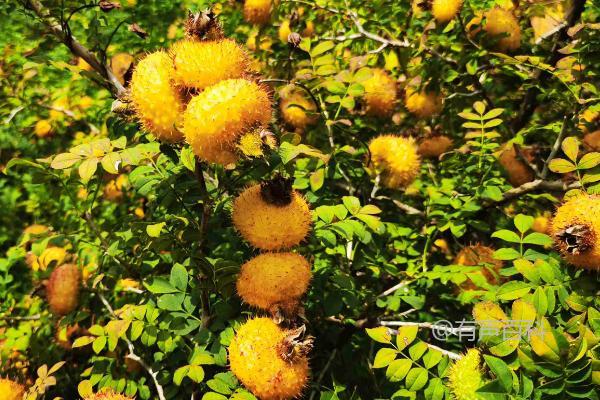 适合酸性土壤种植的农作物有哪些，有花生、土豆、西瓜和蓝莓等