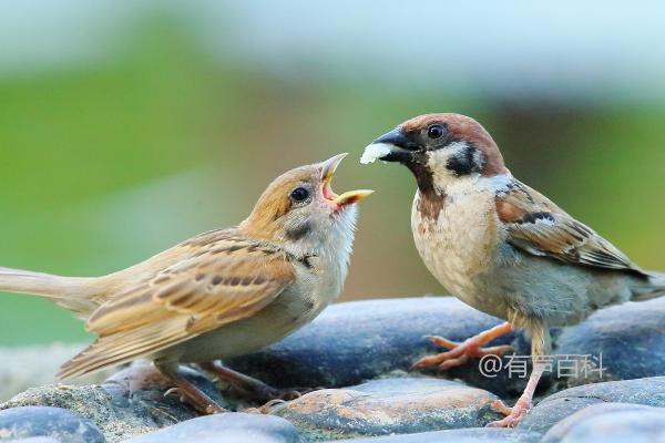 如何喂养小麻雀：适宜饲料包括大米、小米等主粮