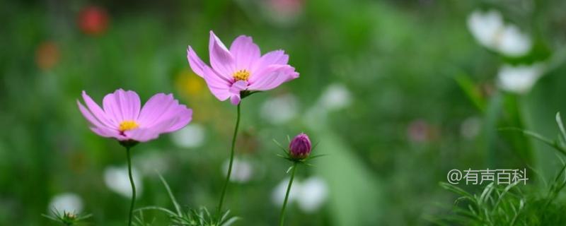 冬季花草养护技巧及重要养殖要点