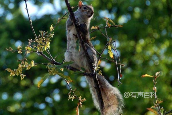 要根据百度SEO规范对标题进行修改，首先需要确保标题包含关键字，同时保持简洁和吸引人。以下是一个符合百度SEO规范的标题修改建议：

**“松鼠尾巴的功能解析：为何尾巴比身体还大？”**

这样修改后的标题不仅包含了主要的关键词“松鼠尾巴的功能”以及“尾巴比身体还大”，还能引起读者的兴趣。