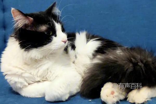 猫咪骨折症状及表现，后肢无力、明显肿胀是常见症状