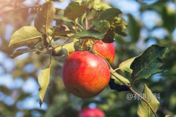 苹果树管理技巧：如何保留适量花朵并去掉多余果实