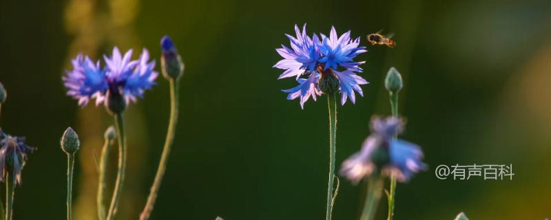 矢车菊的花语和传说，矢车菊如何种植