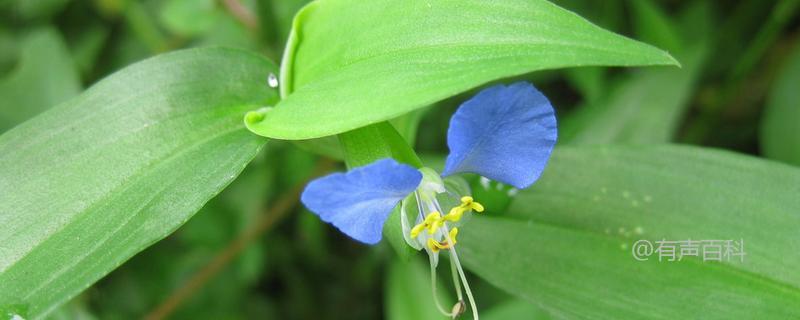 兰花草养护与繁殖技巧分享