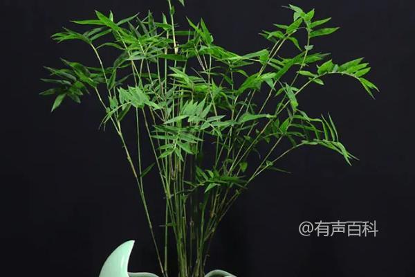 凤尾竹开花的象征意义