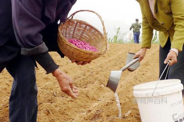 如何种植花生并且播种每个穴内可放入2粒种子