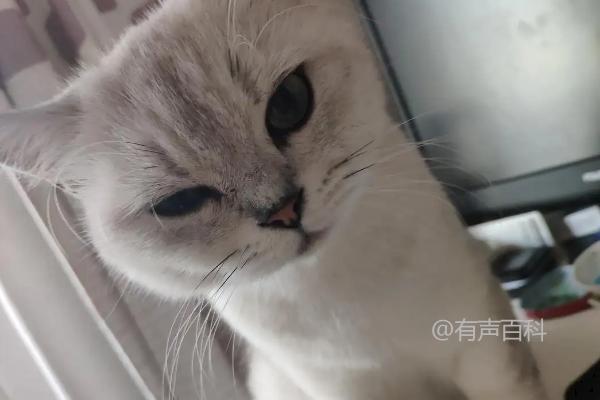 猫眼睛睁不开的原因及治疗方法