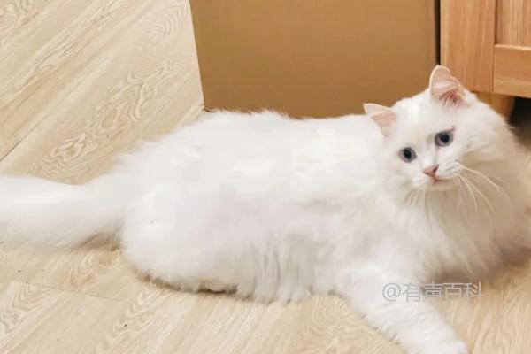 山东狮子猫特点及繁殖情况：抗病力强，但繁殖能力有限