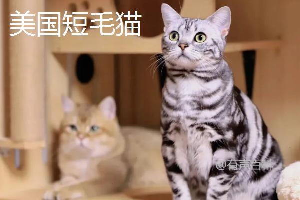 山东狮子猫特点及繁殖情况：抗病力强，但繁殖能力有限