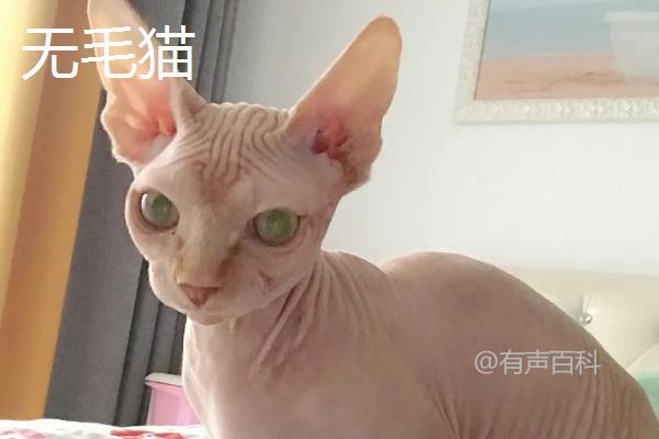 山东狮子猫特点及繁殖情况：抗病力强，但繁殖能力有限