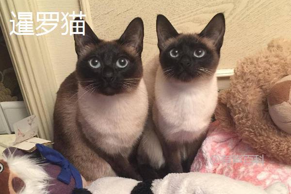 山东狮子猫特点及繁殖情况：抗病力强，但繁殖能力有限