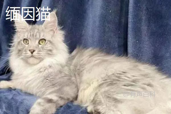 山东狮子猫特点及繁殖情况：抗病力强，但繁殖能力有限