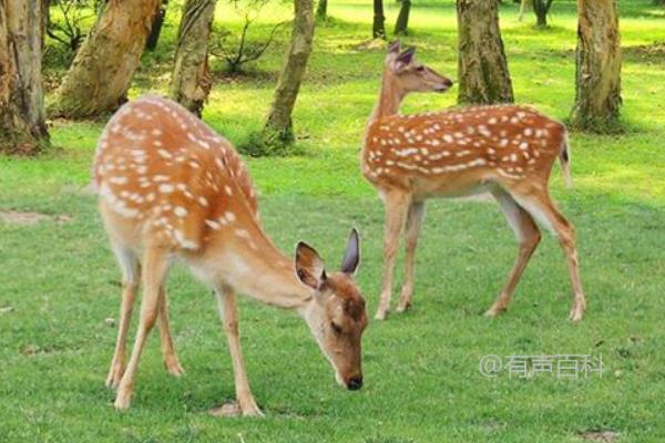 梅花鹿养殖详解，成本控制与利润预估