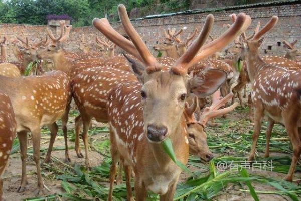 梅花鹿养殖详解，成本控制与利润预估