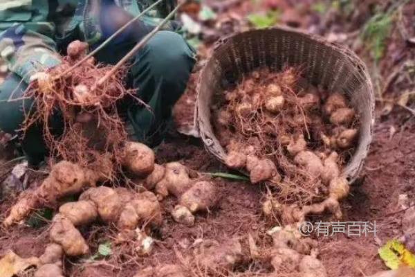 黄精种植需要几年才能收获？