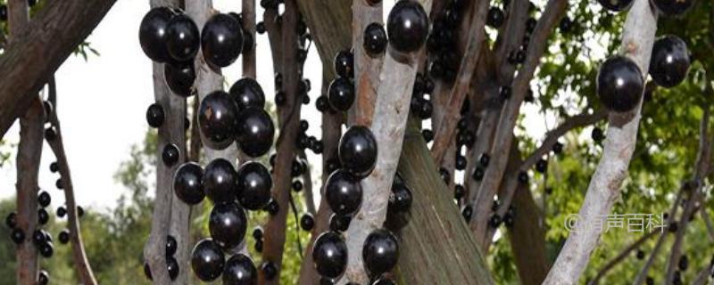 # 种植葡萄的正确方法，分享栽种葡萄籽的步骤