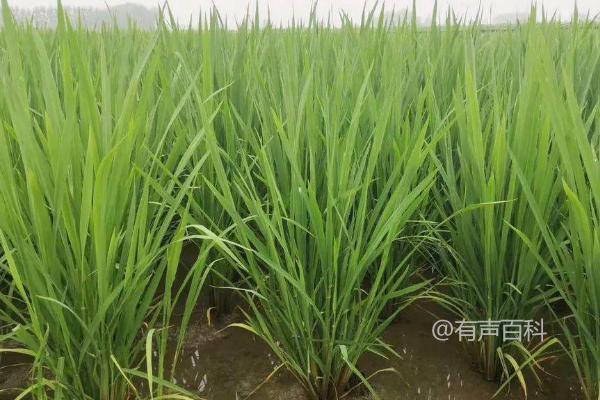 水稻施肥时间与用量：不同生长阶段的肥料需求